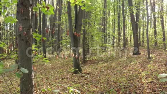 美丽的初秋树木视频的预览图