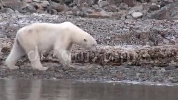 白海熊在斯瓦尔巴的冰原荒芜的岩石海岸上视频的预览图