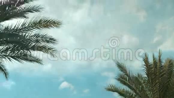 棕榈树天空云时间流逝视频的预览图