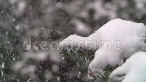 冬季景观特写慢镜头雪视频的预览图