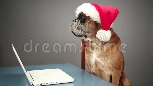 有圣诞老人帽子的拳击狗在笔记本电脑上工作视频的预览图