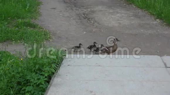 一只母鸭子和小鸭子过马路4K视频的预览图