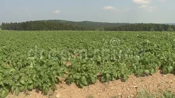 马铃薯田森林背景视频的预览图