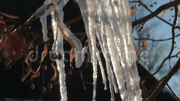 在冰冻的树枝上融化冰柱视频的预览图