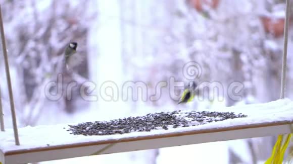 山雀的美丽鸟吃葵花籽下雪了西伯利亚的冬天视频的预览图