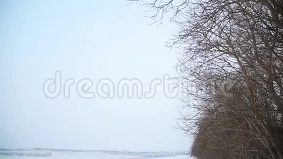 冬天白雪覆盖的田野和树木视频的预览图