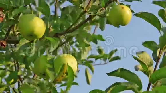 绿苹果挂在树下视频的预览图
