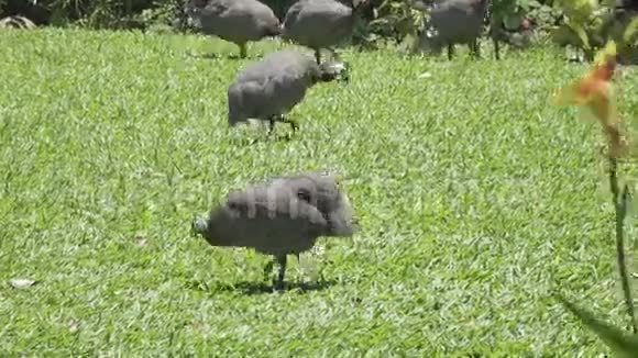 草地上的野鸡视频的预览图