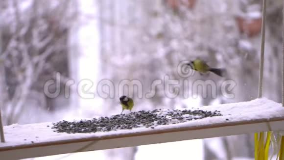 山雀的美丽鸟吃葵花籽下雪了西伯利亚的冬天视频的预览图