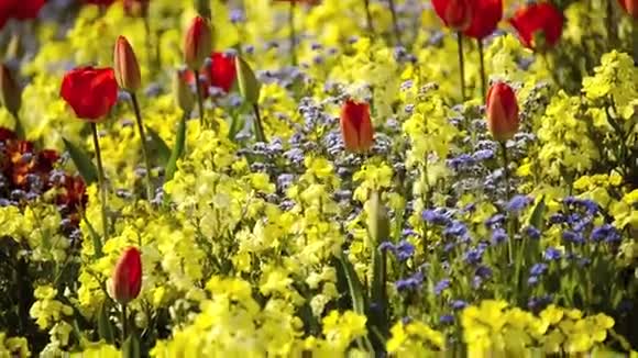 红色郁金香和黄色花朵视频的预览图
