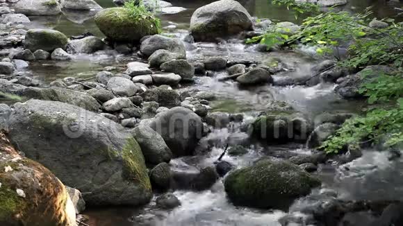 小溪流向植物岩石上的摄像机视频的预览图
