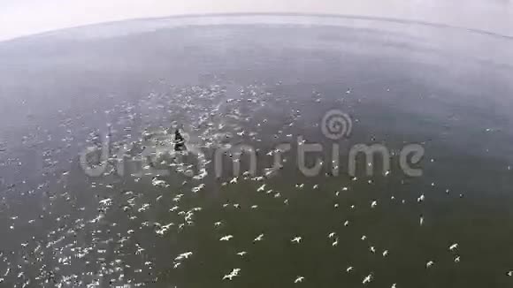 鸟瞰布莱德的鲸鱼和许多鸟类去海滩打猎伊甸园的鲸鱼在海湾泰国视频的预览图