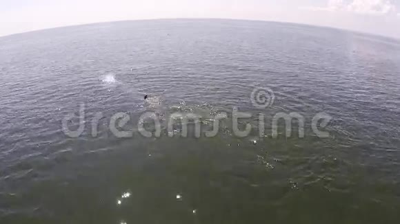 鸟瞰鲸鱼伊甸园的鲸鱼布莱德的鲸鱼在海湾泰国视频的预览图