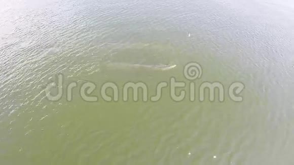 鸟瞰两头鲸鱼伊甸园的鲸鱼布莱德的鲸鱼在海湾泰国视频的预览图