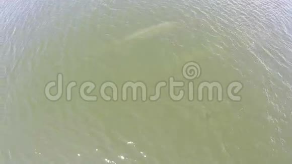 鸟瞰鲸鱼伊甸园的鲸鱼布莱德的鲸鱼在海湾泰国视频的预览图