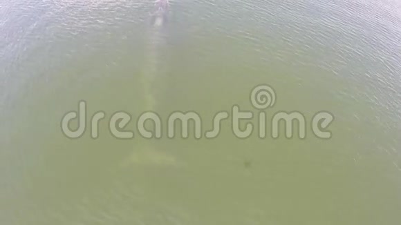 鸟瞰布莱德的鲸鱼伊甸园的鲸鱼在海湾泰国视频的预览图