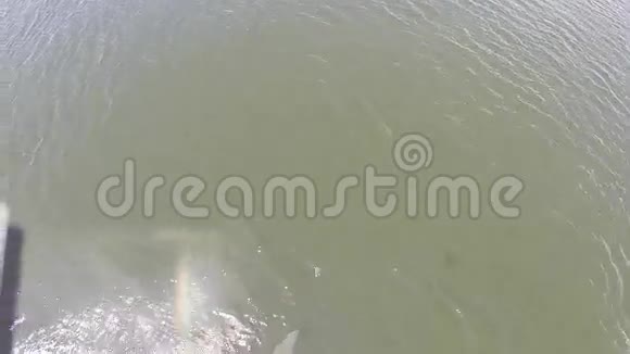 鸟瞰布莱德的鲸鱼和许多鸟类去海滩打猎伊甸园的鲸鱼在海湾泰国视频的预览图