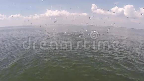 布莱德的鲸鱼和许多鸟在海滩上打猎美丽的鸟瞰图视频的预览图