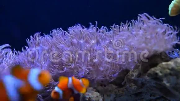 水下珊瑚礁和鱼类视频的预览图