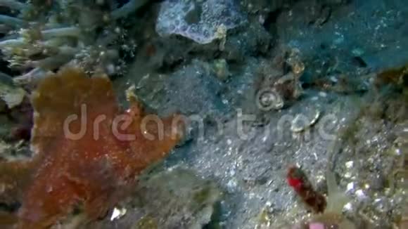 Lembeh海峡鼻浆瓣视频的预览图