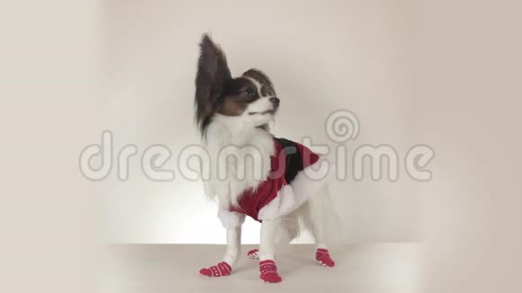 有趣的年轻雄性狗大陆玩具SpanielPapillon穿着圣诞老人服装环顾四周的白色背景股票视频的预览图