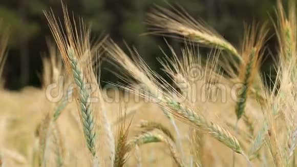 夏季光照时耳朵里有玉米的谷物田视频的预览图