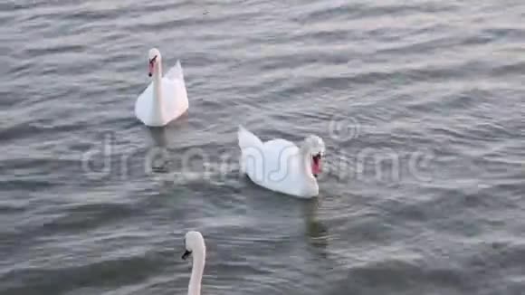 天鹅漂浮天鹅之歌白色天鹅视频的预览图