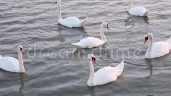 天鹅漂浮天鹅之歌白色天鹅视频的预览图