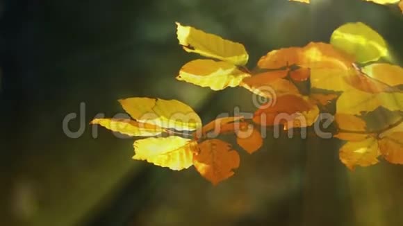 秋天的榉树叶子和太阳视频的预览图