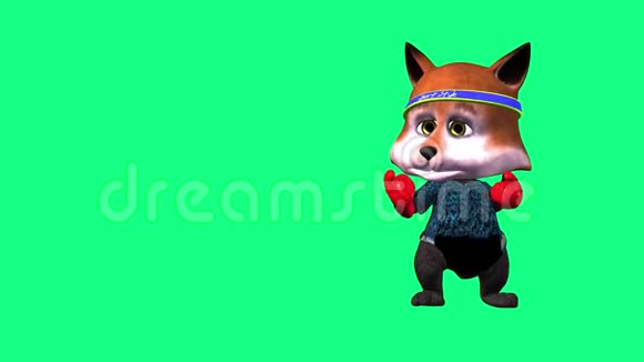 动画3d卡通狐狸与拳击手套绿色背景视频的预览图