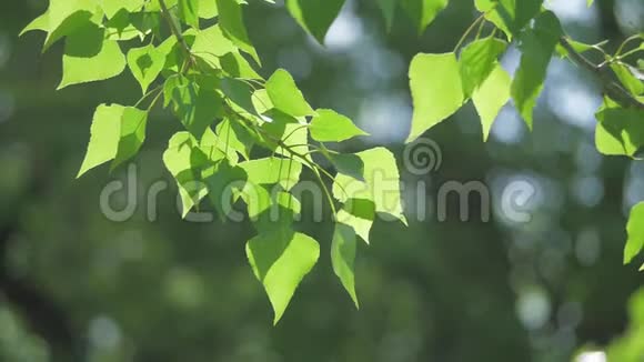 绿色的树枝上有白色的背景阳光使树木在风中摇曳慢动作视频生活方式视频的预览图