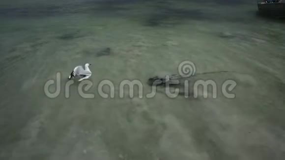 哈梅林湾的刺射线视频的预览图