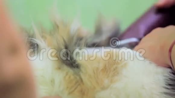 兽医剃须猫与修剪视频的预览图