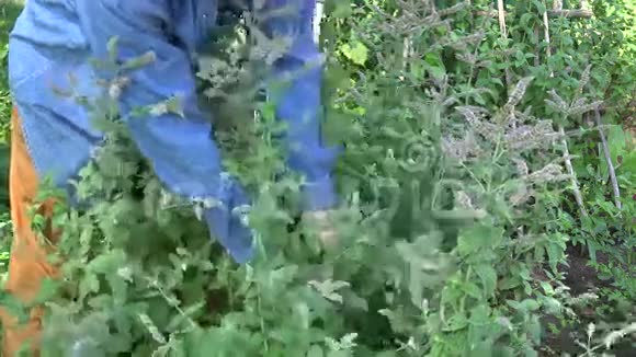 园艺师采摘开花薄荷4K视频的预览图