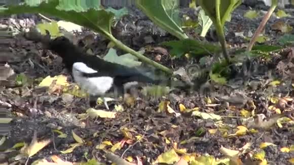 欧洲喜鹊在花园里奔跑视频的预览图