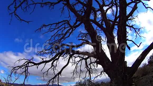 死亡之树和飘流之云2加州视频的预览图