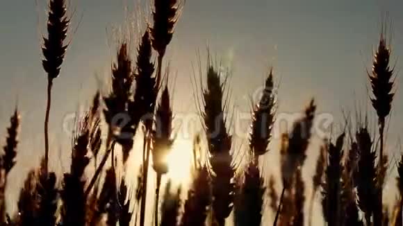 日落时阳光照耀下的黄色麦穗特写视频的预览图