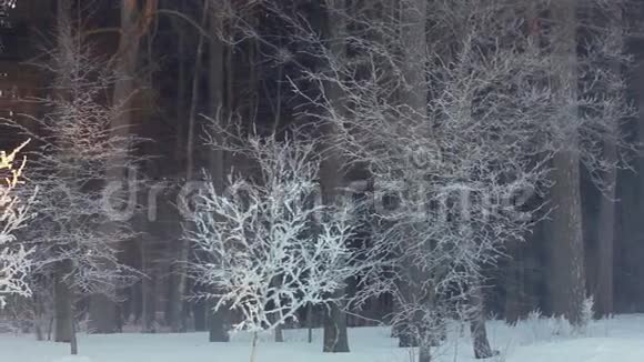 冬天森林里的早晨冬天森林里的日出白雪覆盖的树木视频的预览图