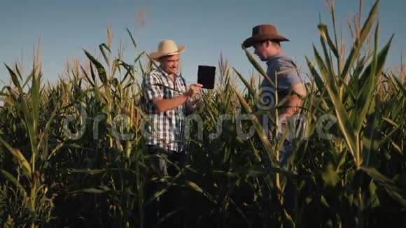一个玉米地的两个农民检查玉米植株的质量日落时的录像视频的预览图