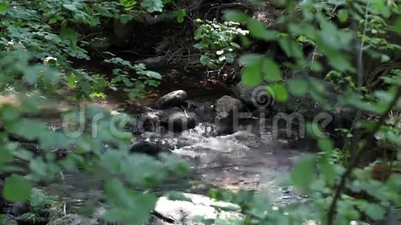 小溪奔跑穿过绿叶视频的预览图