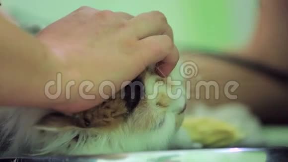 兽医剃须家猫视频的预览图
