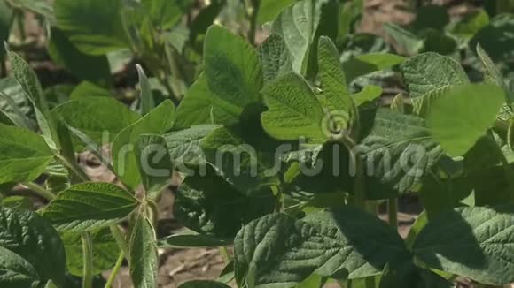 夏天的大豆随风飘动视频的预览图