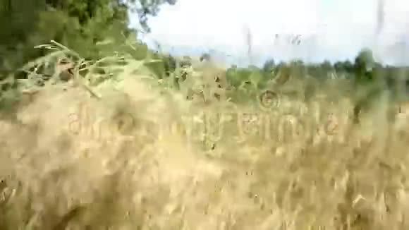 风吹动草地上的草视频的预览图