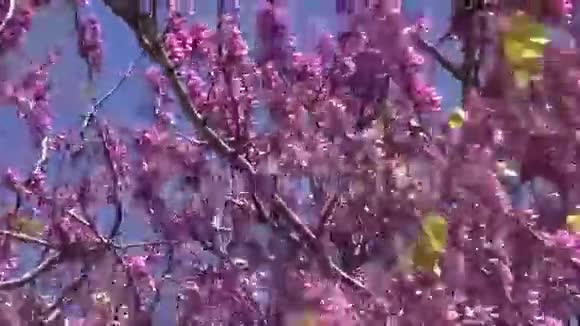 粉红色开花的树枝随风飘扬视频的预览图