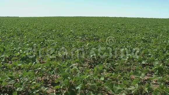 夏天的大豆随风飘动视频的预览图