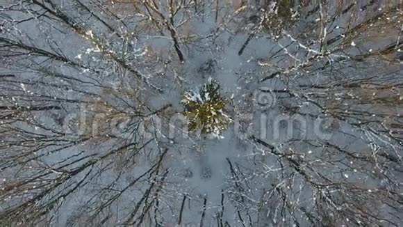 太阳落山时用摄像机向下直看冬季冷杉林的前方飞行视频的预览图