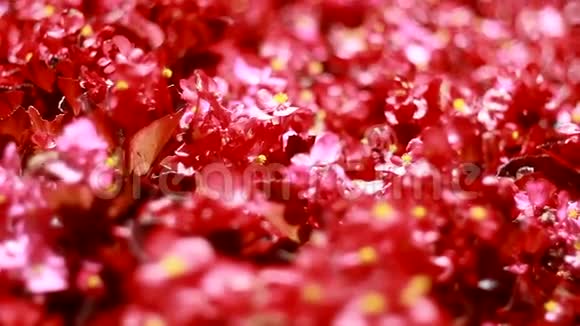 许多美丽的红花视频的预览图