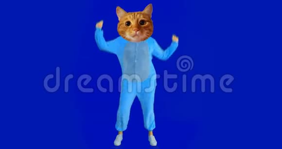 滑稽女孩的特写镜头猫头和服装跳舞背景与蓝色隔离视频的预览图