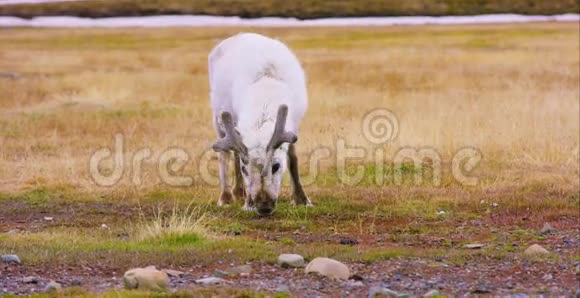 北极自然中驯鹿吃草的特写镜头视频的预览图