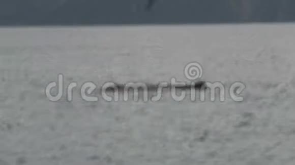 新西兰南岛基古拉的抹香鲸视频的预览图
